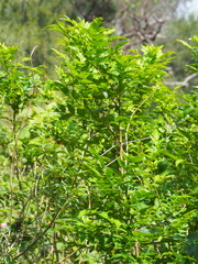Zanthoxylum simulans