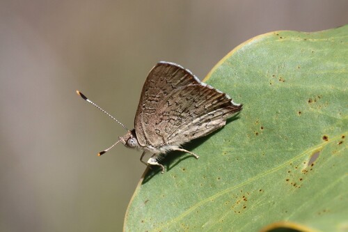 Eltham copper butterfly