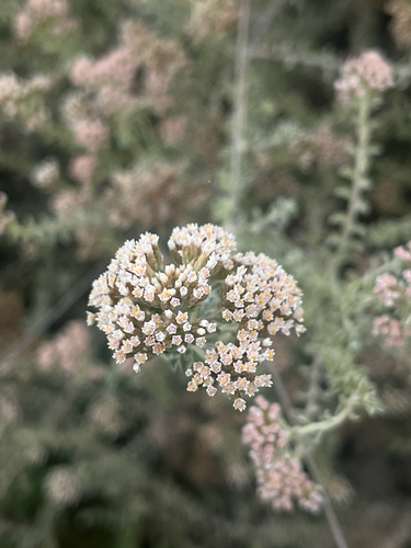 petite-licorice (Plecostachys serpyllifolia)