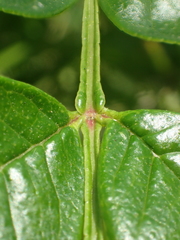 Zanthoxylum simulans