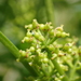 Sichuan Pepper - Photo no rights reserved, uploaded by 葉子