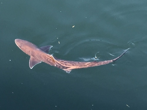 Japanese topeshark (Hemitriakis japanica) — Triakidae — 4