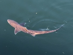 Japanese Topeshark photo 3
