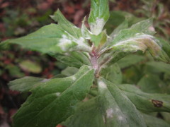 Podosphaera epilobii