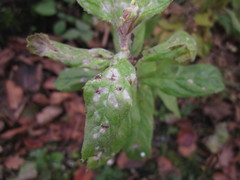 Podosphaera epilobii