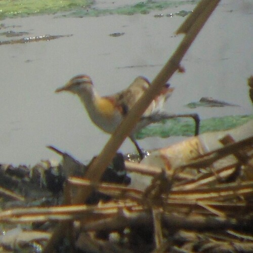 iNaturalist: (c) Mohamed Salah, some rights reserved (CC BY-NC), uploaded by Mohamed Salah iNaturalist image