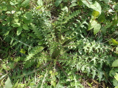 Cirsium japonicum australe