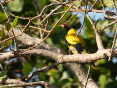 Oriolus xanthornus ceylonensis