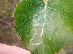 Lyonetia clerkella