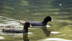 Fulica americana