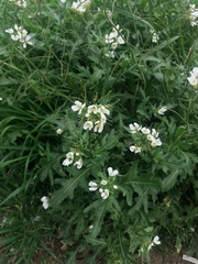 Diplotaxis erucoides