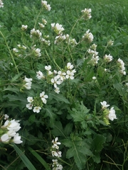 Diplotaxis erucoides