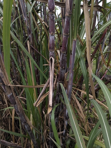 Sugarcane