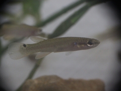 Cuban Rivulus photo 2