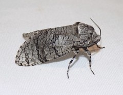 Prionoxystus macmurtrei