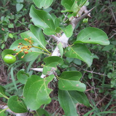 Plectroniella armata