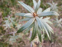 Phyllactinia hippophaes