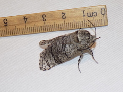 Prionoxystus macmurtrei