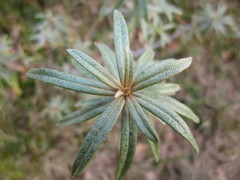 Phyllactinia hippophaes