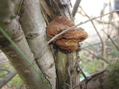 Fomitiporia hippophaeicola