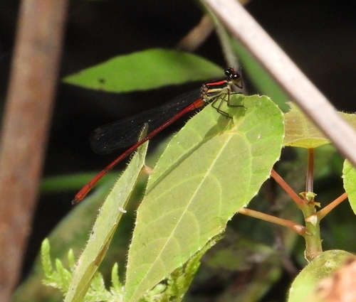 Calicnemia chaseni