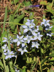 Lomatogonium carinthiacum