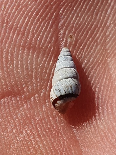 Cochlicella acuta