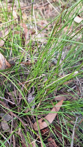 Little Sword-Sedge (Lepidosperma curtisiae)