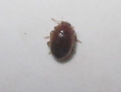 Rhyzobius litura