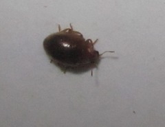 Rhyzobius litura