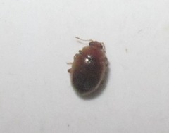 Rhyzobius litura