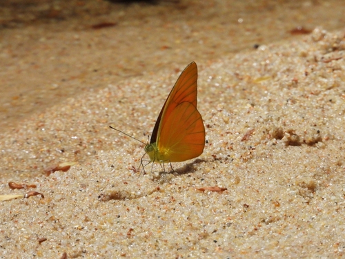 Orange Albatross