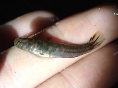 Mugilogobius abei