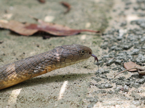 Sunda King Cobra