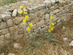 Scolymus grandiflorus, photograph (c) jeanjacquesgodon, some rights reserved (CC BY)