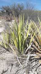 Agave albomarginata