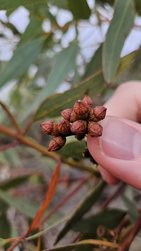 Western Cong Mallee (Eucalyptus conglobata)