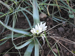 Ornithogalum lanceolatum