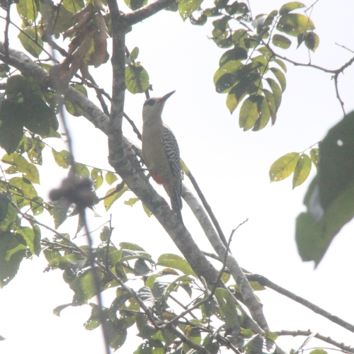 West Indian Woodpecker (Melanerpes superciliaris), photo 6