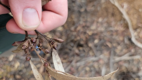Eucalyptus calycogona