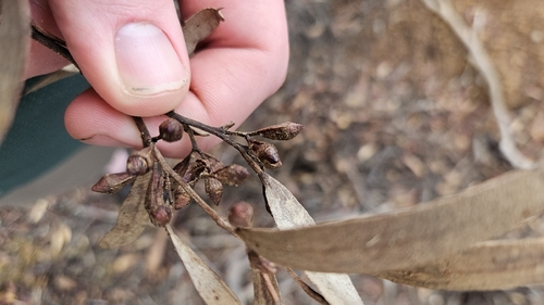 Eucalyptus calycogona, photograph 1
