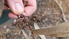 author not stated, no rights reserved Eucalyptus calycogona, photograph author not stated, no rights reserved