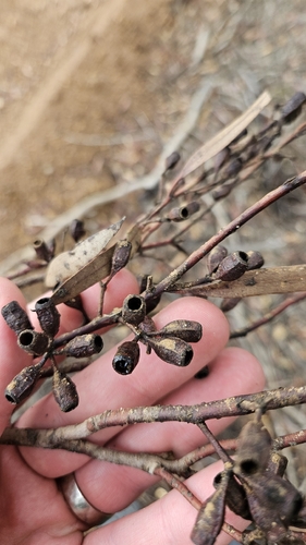Eucalyptus calycogona, photograph 2