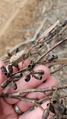 author not stated, no rights reserved Eucalyptus calycogona, photograph author not stated, no rights reserved