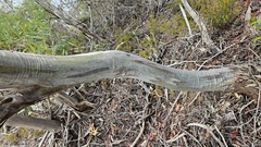 author not stated, no rights reserved Eucalyptus calycogona, photograph author not stated, no rights reserved