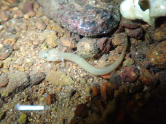 Luciogobius