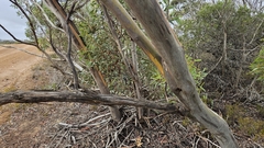 author not stated, no rights reserved Eucalyptus calycogona, photograph author not stated, no rights reserved
