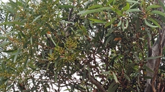 author not stated, no rights reserved Eucalyptus calycogona, photograph author not stated, no rights reserved