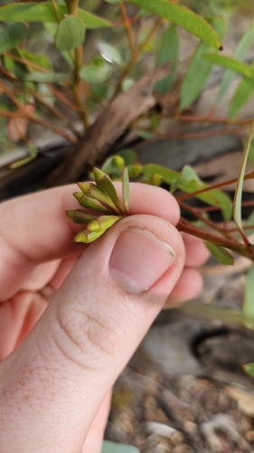 Eucalyptus calycogona, photograph 6