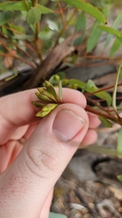 Eucalyptus calycogona, photograph author not stated, no rights reserved